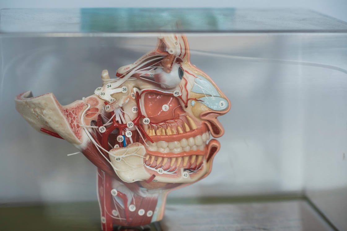 Skull cross-section